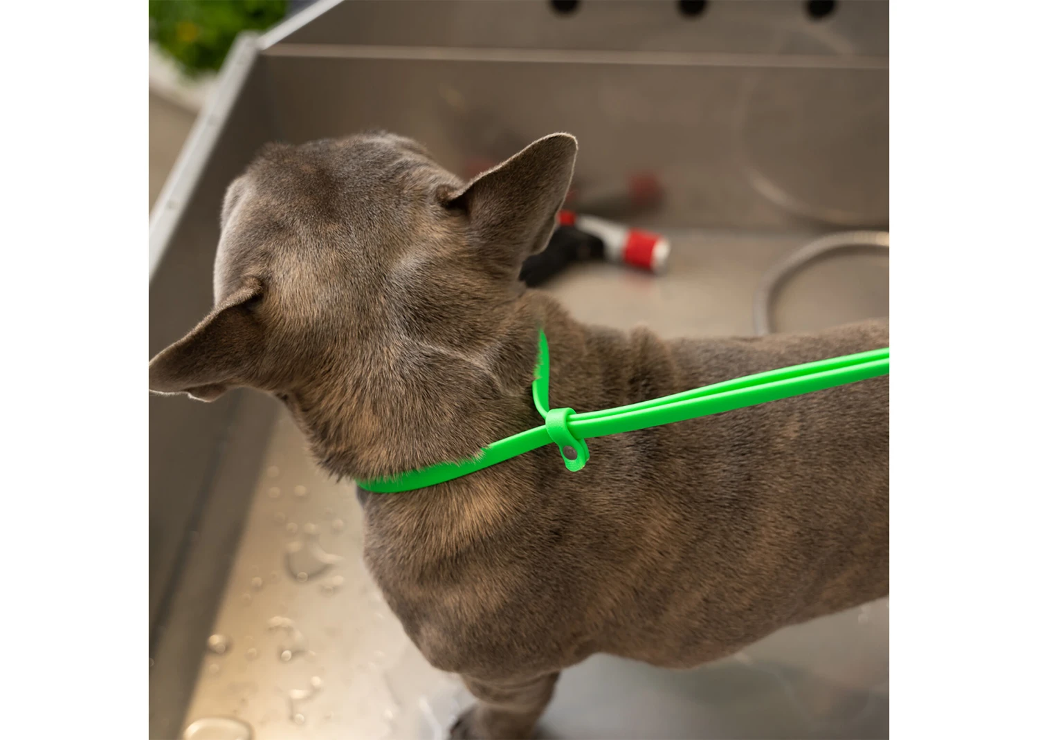 Jelly Pet Grooming Loop Lime Green 46 Cm X 1 Cm - Image 4