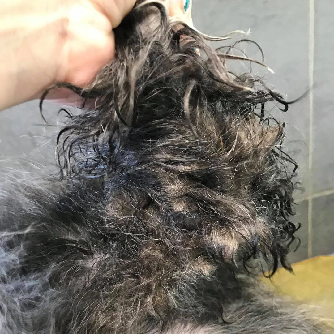 Show Tech+ Quick Fix Spray Concentrated 250 Ml - Image 4